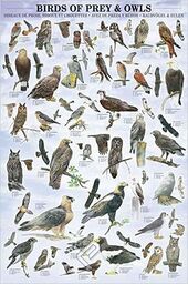 Educational Birds of Pray & Owls - sowy