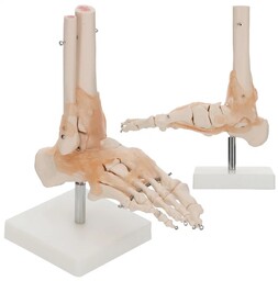 Model anatomiczny 3D - staw skokowy z więzadłami