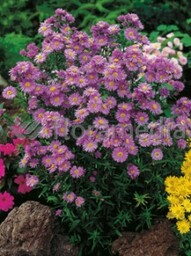 Aster krzaczasty ''Guliver'' Aster dumosus