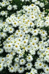 Aster krzaczasty ''Kristina'' Aster dumosus