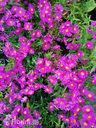 Aster krzaczasty ''Jenny'' Aster dumosus