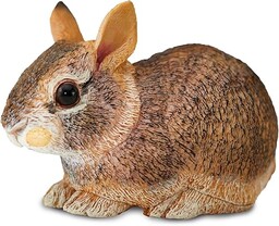 Eastern Cottontail królik dziecko