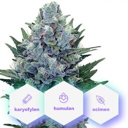 Special Medic CBD - 5 sztuk feminizowanych nasion