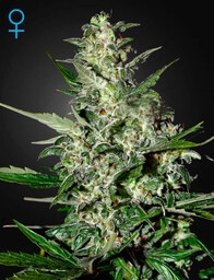 Super Critical Auto - Nasiona Autoflowering 3 szt