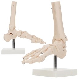 Model anatomiczny 3D - staw skokowy - pomoc