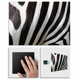 Plakat metalowy zebra L