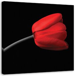 Obraz na płótnie, Czerwony tulipan kwiat 40x40
