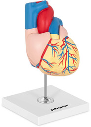 physa Serce - model anatomiczny PHY-HM-2